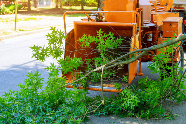 Best Palm Tree Trimming  in Seven Hills, OH