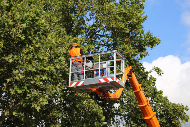 Best Arborist Consultation Services  in Seven Hills, OH