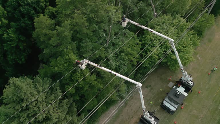 Best Tree Disease Treatment  in Seven Hills, OH