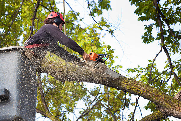 Best Lawn Maintenance Plans  in Seven Hills, OH