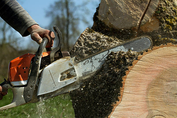 Best Leaf Removal  in Seven Hills, OH