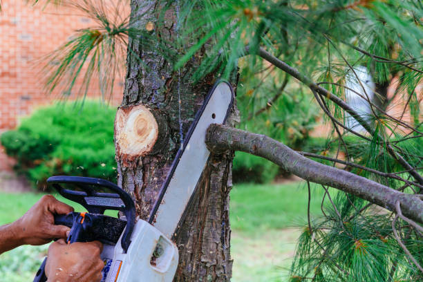 Professional Tree Services in Seven Hills, OH